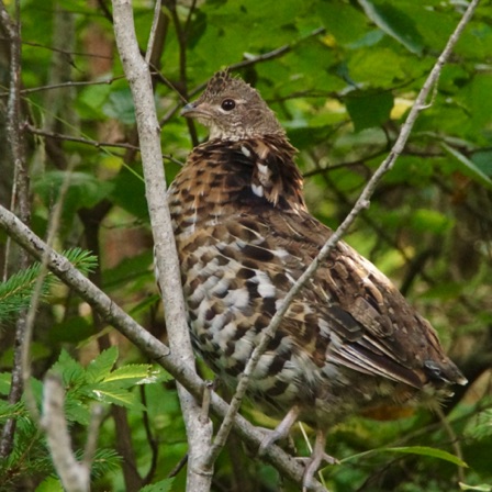 09-04a_Grouse near Lutsen